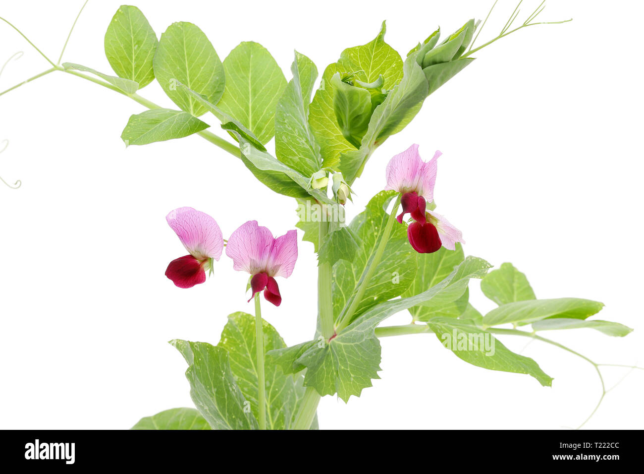 Green bean flower isolated on white background Stock Photo