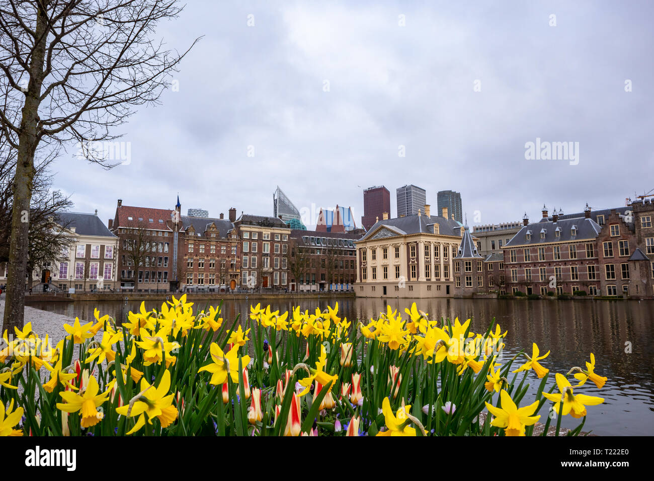 a landscape shot of spring flower daffodils blooming in the city of The Hague,The Netherlands Stock Photo