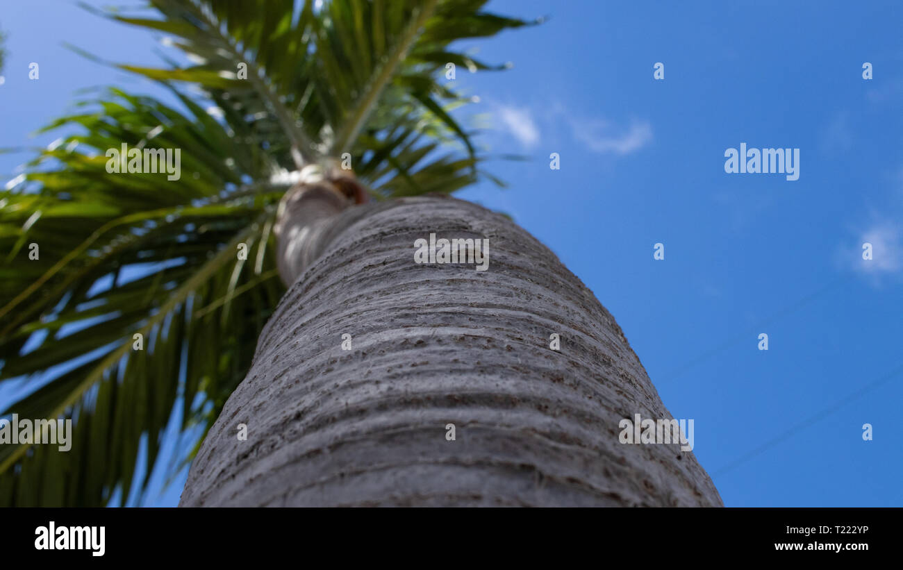 Palm Tree in Marathon, Florida, USA Stock Photo Alamy