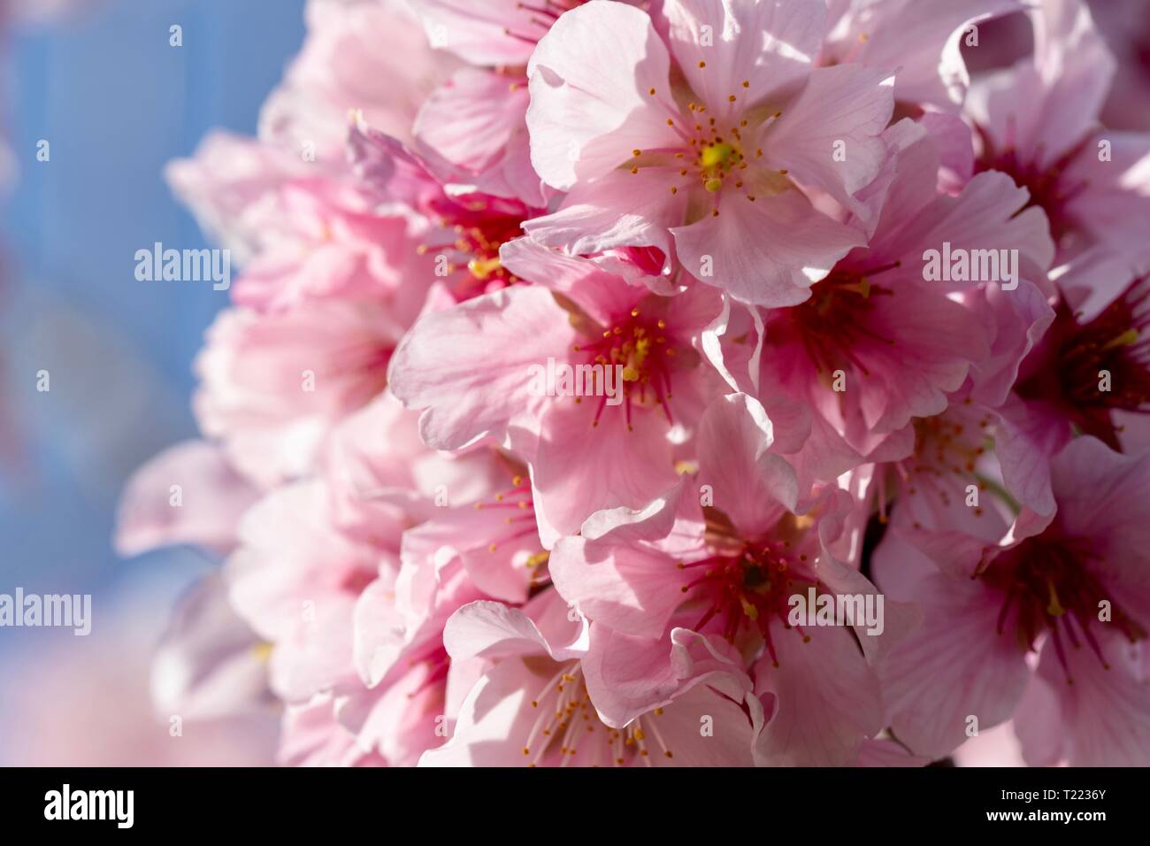 Cherry blossoms against blue sky Stock Photo - Alamy