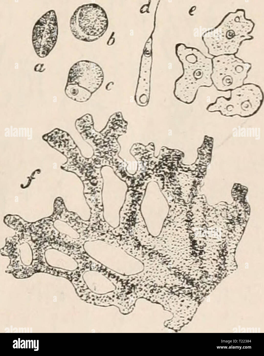 Archive image from page 42 of Die Zelle und die Gewebe Die Zelle und die Gewebe. Grundzüge der Allgemeinen Anatomie und Physiologie  diezelleunddiege02hert Year: 1893-1898  Fig. 7. Fig. 8. Fig. 7. Ainöba proteus. Nach Leidy. Aus R. Hertwig Fig. 16. n. Kern. cv. Coutractile Yacuole. N. Nahrungsballen, en. Körnerplasma, eh. Hautplasma. Fig. 8. Ein Leukocyt des Frosches, in dem ein Bakterium einge- schlossen ist und verdaut wird. Das Bakterium durch Vesuvin gefärbt. Die beiden Figuren repräsentiren 2 Stadien der Bewegung ein- und derselben Zelle. Nach Metschnikoff Fig. 54. Unter sehr abweichender Stock Photo