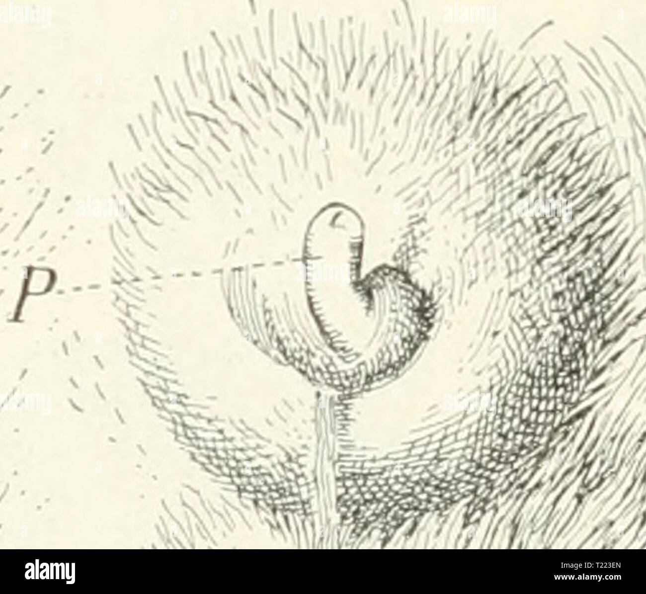 Archive image from page 44 of Die Säugetiere Einführung in die Die Säugetiere. Einführung in die Anatomie und Systematik der recenten und fossilen Mammalia  diesugetiereei00webeuoft Year: 1904  Vi. 21. Schema eines Analsaelce.s; der Katze; nach Batelli kombiniert. Ansmündunsr;  Aus- ''*.v'J deren Sekret, vermengt mit reichlich abaestoUenem führnngssrang; k zentrale Epithel eine meist l)reiartige, charakteristisch riechende H'-ble mit o promnneren- ,r ,. „  .. ,, y.. , 1 i&gt; 1 4. «eil Drusenkorpern, von Masse liefert. Die Beförderung nach auben hat pp, •&gt; j,,-, (Querschnitt. statt meist du Stock Photo