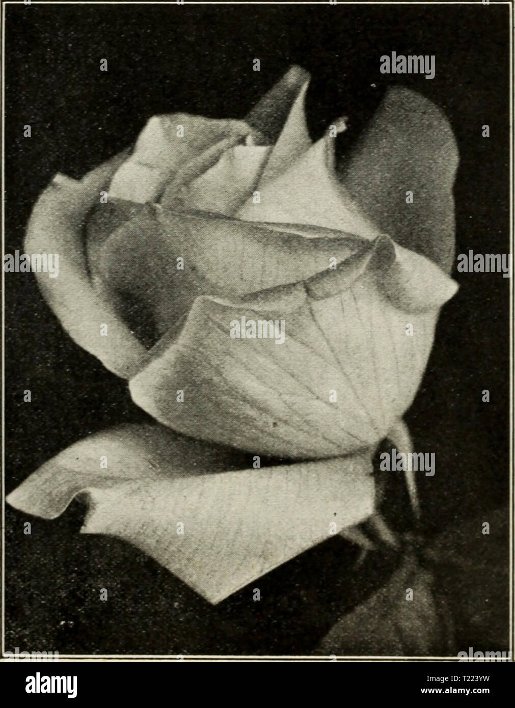 Archive image from page 48 of Dingee guide to rose culture Dingee guide to rose culture : for more than 60 years an authority 1918  dingeeguidetoros19ding 10 Year: 1918  West GroVe, Pa HARDY EVERBLOO&gt;UXG TEA ROSE;?—Continued. Marie Guillot The Queen of White Roses. We recommend it as one of the most reliable white Tea Roses in cultivation, especially for out- door culture. The color is pure white, sometimes faintly tinged pale 'ellow. The flowers are beauti- fully made, ver' large, full and double; the buds are ver} pretty, of sweet fragrance. Anyone who has not seen this splendid variety Stock Photo