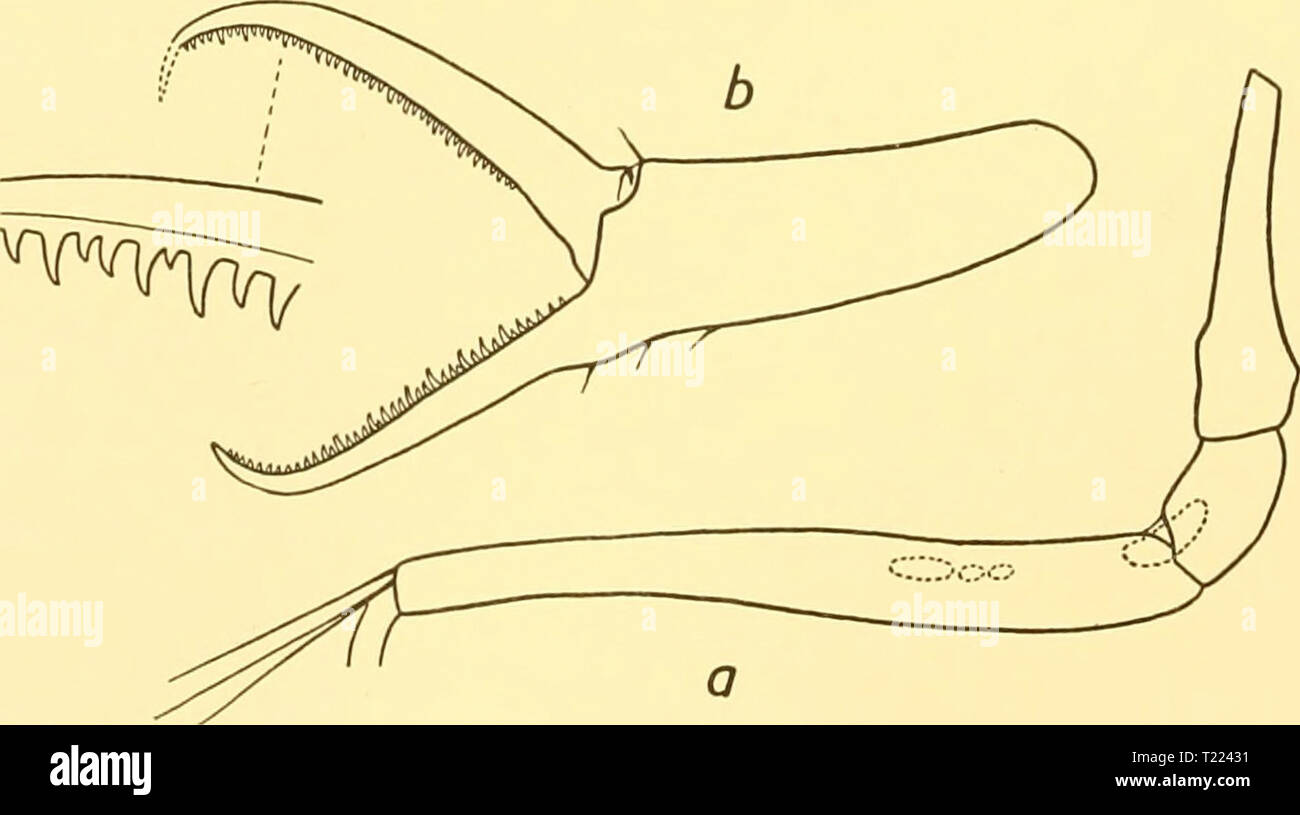 Archive image from page 49 of Discovery reports (1932) Discovery reports  discoveryreports06inst Year: 1932  Fig. 10. Segments 4-6 of male oviger of: a. Nymphon proceroides, Bouvier: x 27. b. N. charcoli, Bouvier: X 7. c. N. tenuipes, Bouvier: x 27.    Fig. 11. Nymphon tenuipes, Bouvier. a. Femur and two distal coxae of third leg of female: x 20. b. Chela x 60. Stock Photo