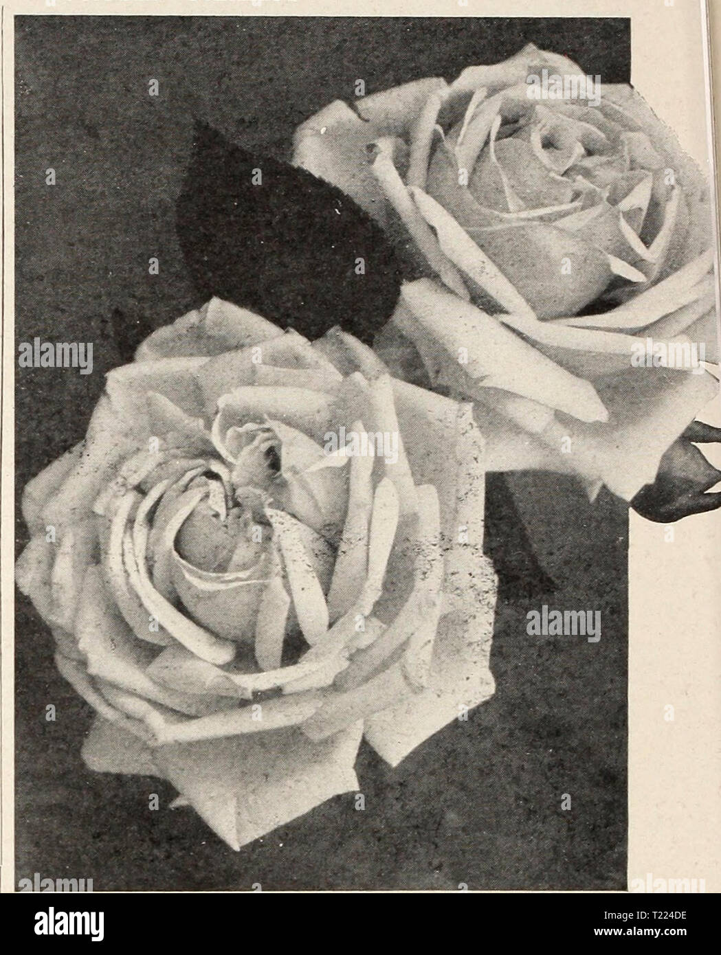 Archive image from page 53 of Dingee guide to rose culture Stock Photo ...