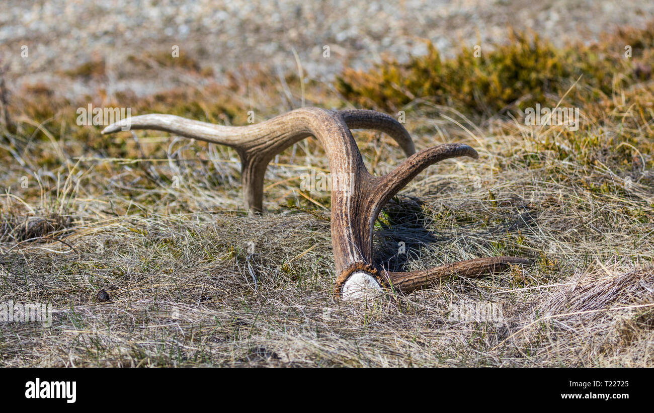 Elk Antler laying on the grass Stock Photo