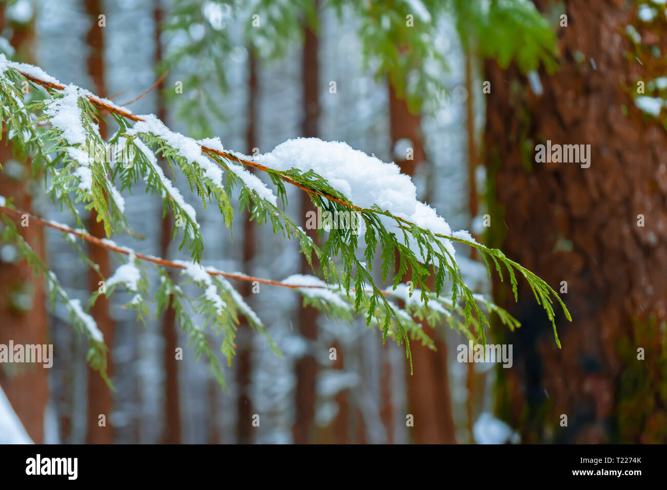 Evergreen tree branch in foreground with fluffy snow in a snowy forest with trees in background. Stock Photo