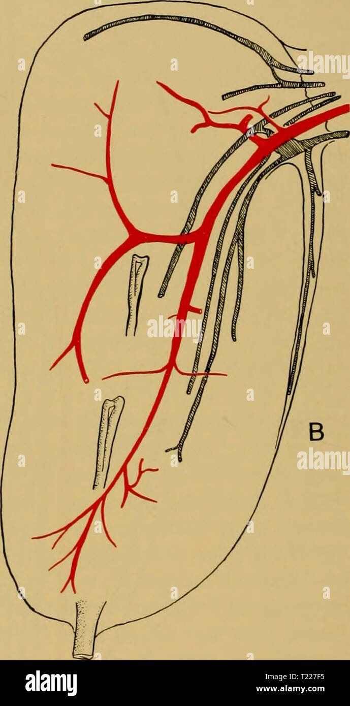 Archive image from page 449 of Discovery reports (1932) Discovery reports  discoveryreports05inst Year: 1932  Fig- 32. A. Main arteries and veins of the kidney (right) of a Fin whale foetus 1-79 m. in length, after injection with carmine. B. Main arteries and veins of the kidney (left) of a Fin whale foetus 3-1 m. in length, after injection with carmine. be said that there are two main veins in the central core accompanying the arteries on either side of the main urinary duct. There are usually one or more veins draining the apical region. These form a central venous system for the organ and t Stock Photo