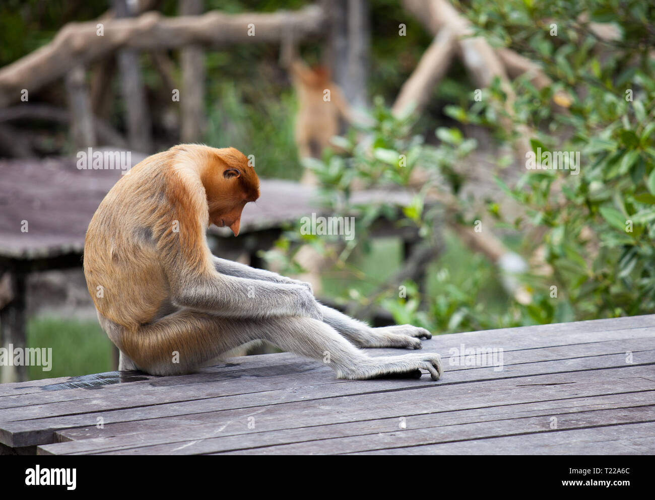 Tree sleeping platform hi-res stock photography and images - Alamy