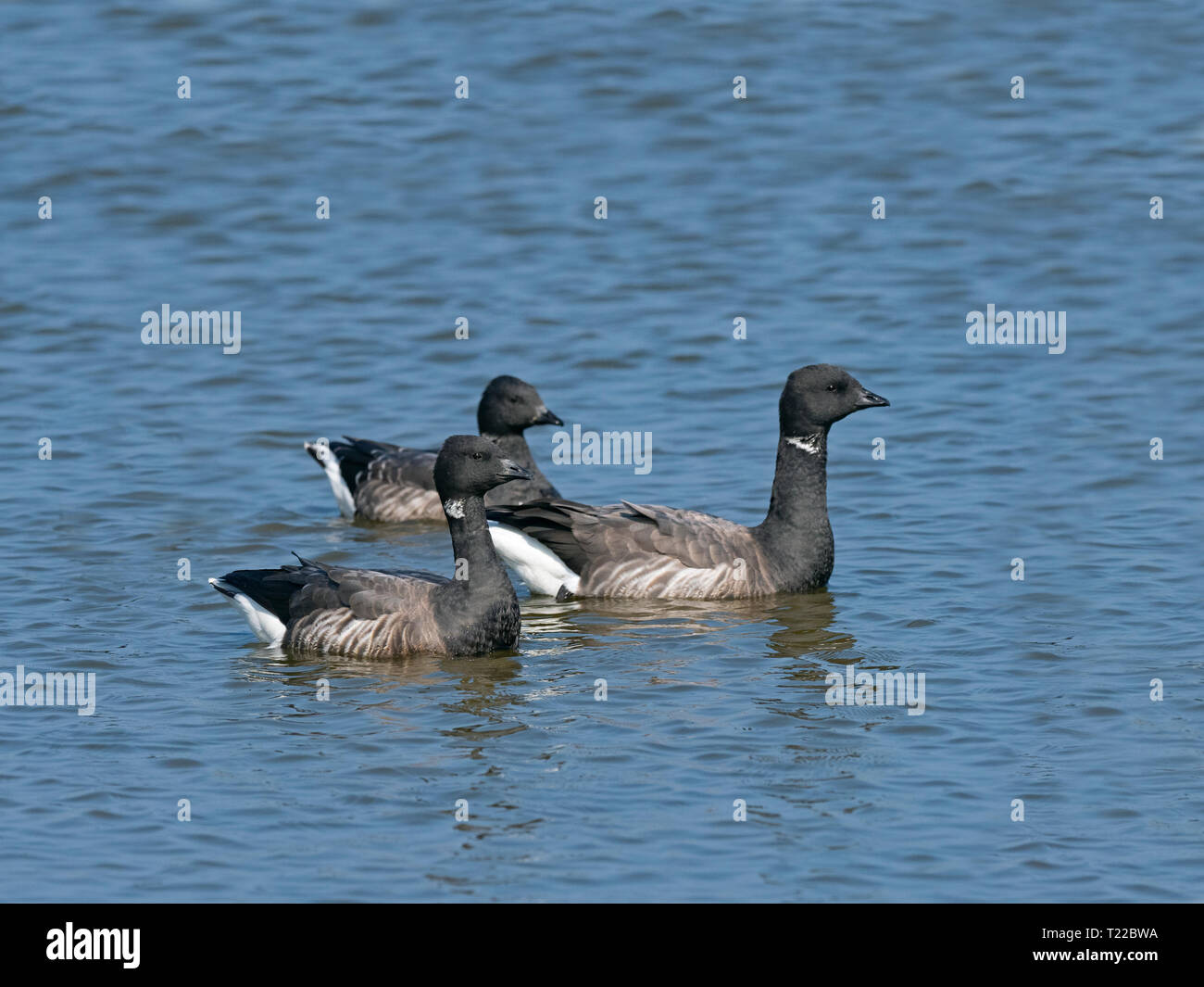 Brent Geese Branta bernicla in swimming in creek Norfolk UK Winter Stock Photo