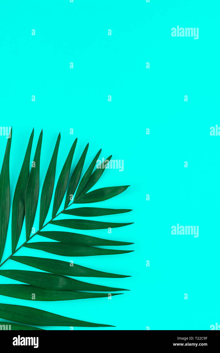Creative flat lay top view of green tropical palm leaves on color paper ...