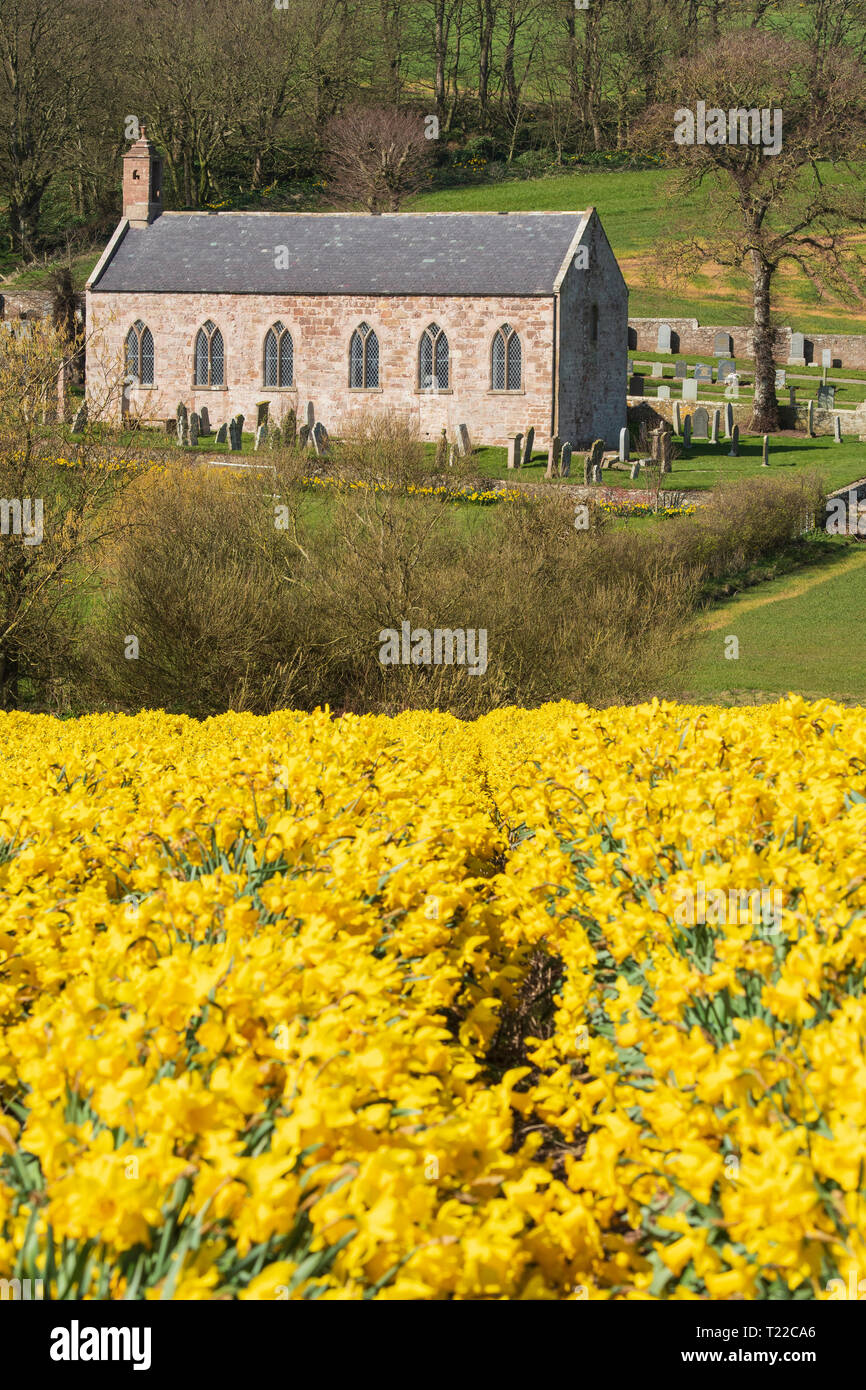 Kinneff Old Church with a field of daffodils in the foreground. Stock Photo