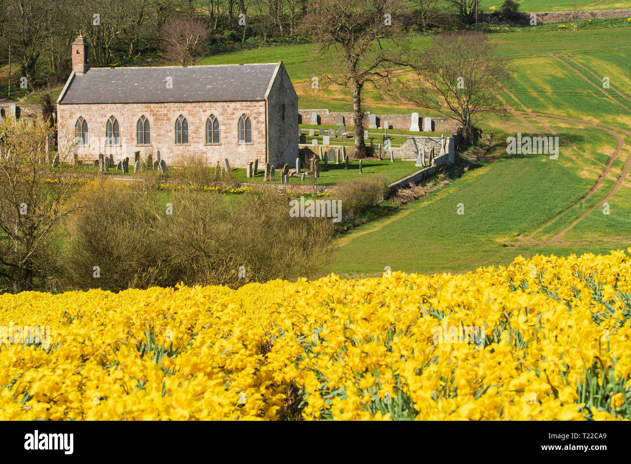 Kinneff Old Church with a field of daffodils in the foreground. Stock Photo