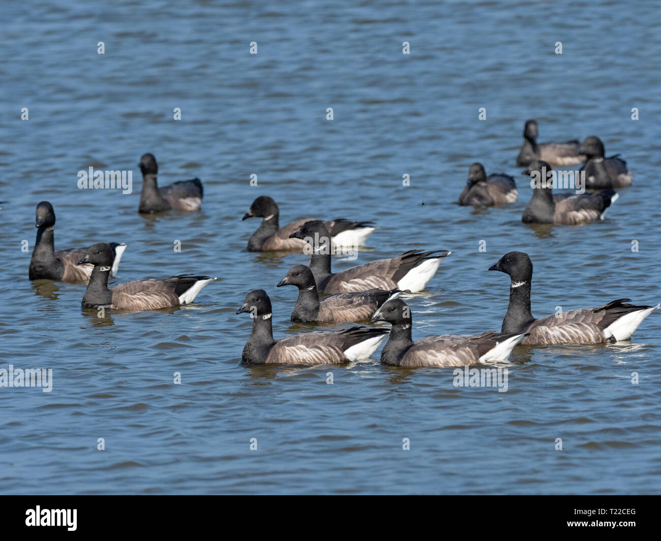 Brent Geese Branta bernicla in swimming in creek Norfolk UK Winter Stock Photo