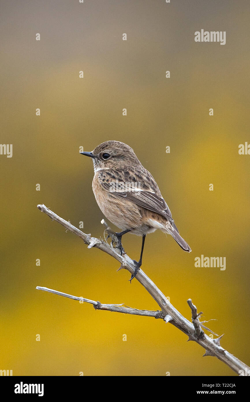 Common stone chat female bird hi-res stock photography and images - Alamy