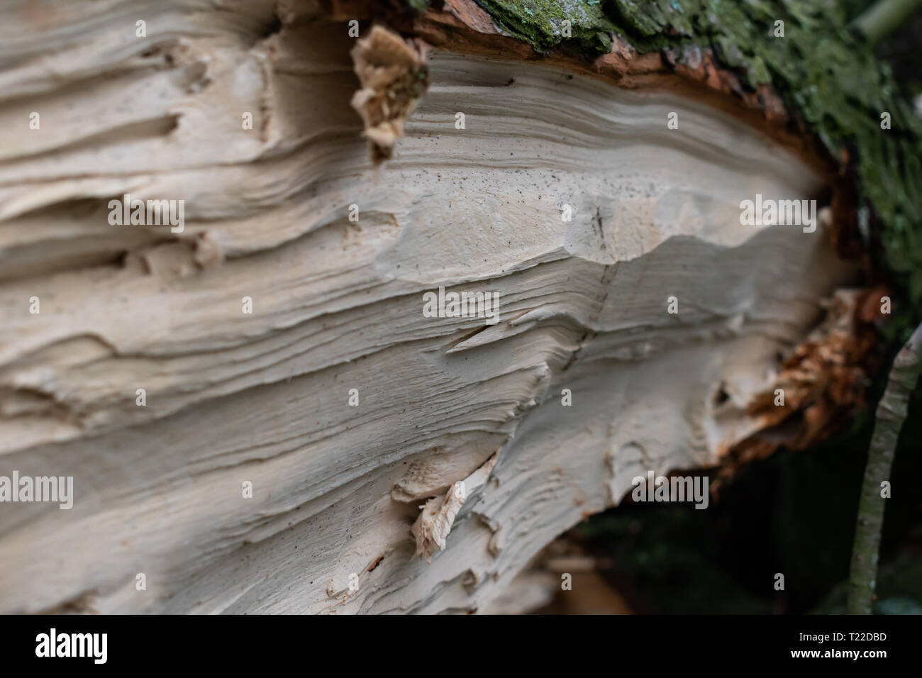 Close-up view of clear cut fallen tree. Sharp lines of inner and outter wood. Stock Photo