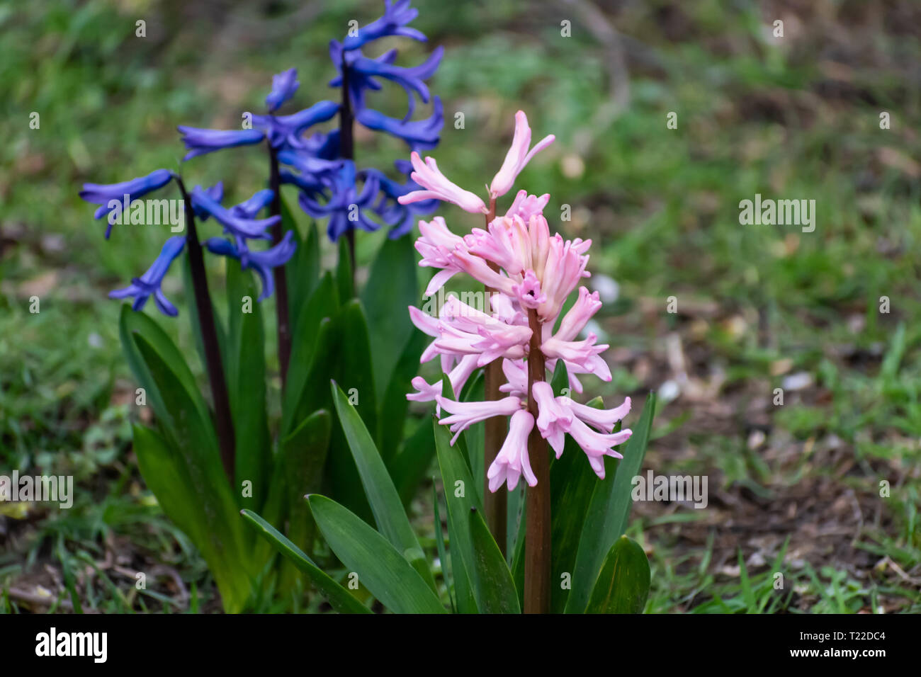 Wood Hyacinths, pink and blue. Scilla campanulata genus species name. garden flowers in the park. Stock Photo