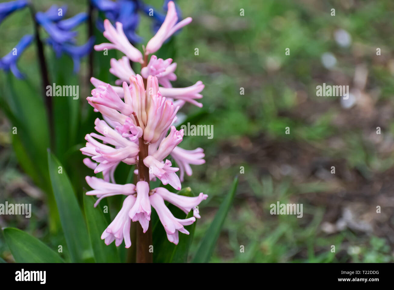 Scilla campanulata Wood hyacinths in the park. Closeup photo of