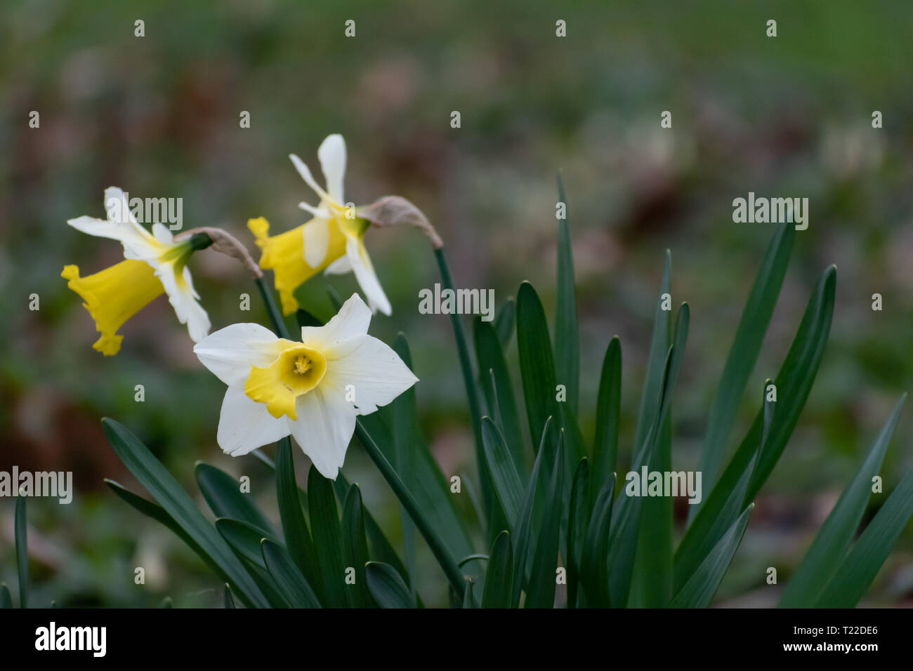 Wildlife lawn wild flowers hi-res stock photography and images - Alamy