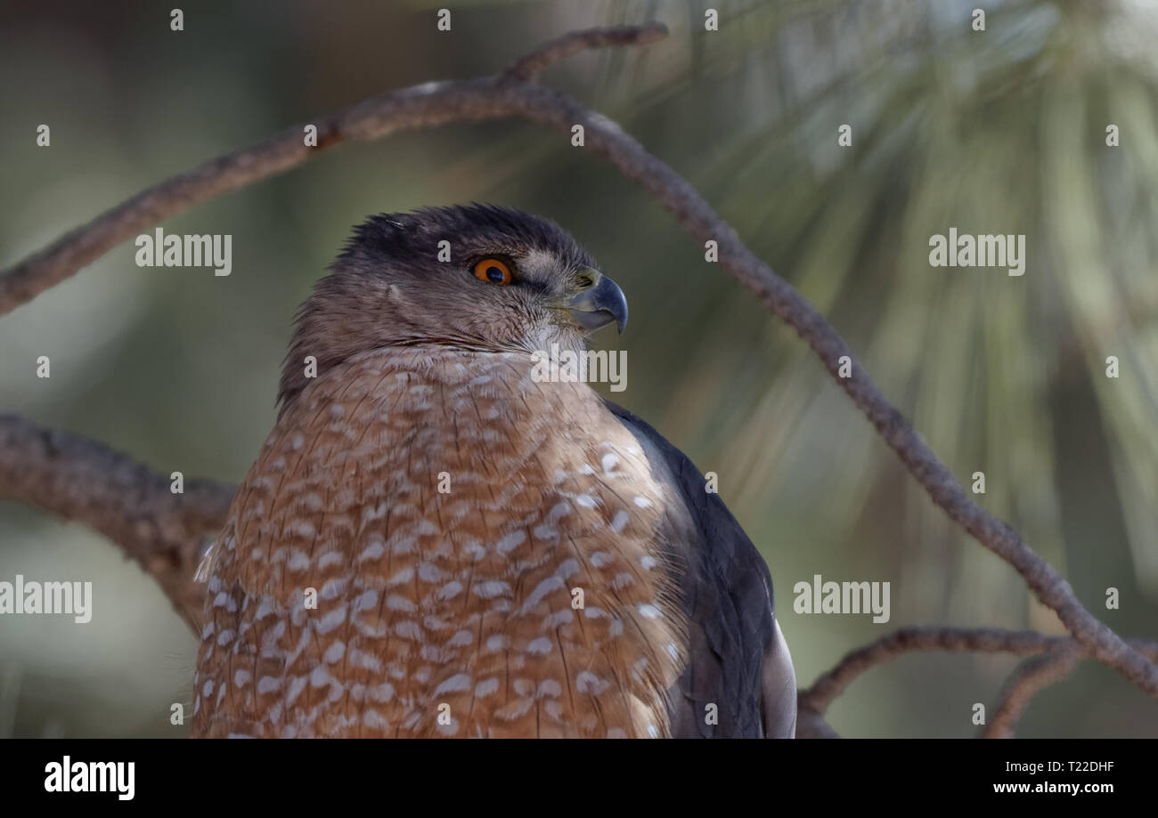 A Cooper's hawk unblinking attention is on display in Lion's Park, Cheyenne, Wyoming Stock Photo
