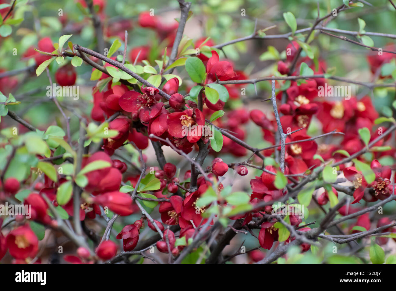 Deep Red Flowers High Resolution Stock Photography And Images Alamy