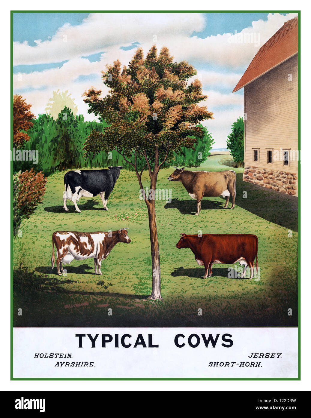 COWS Vintage 1900's Agriculture Poster featuring illustration variety of typical specimen British cows: Holstein, Jersey, Ayrshire, Short-horn. Outside in natural organic grazing situation outdoors lithograph 1904 Stock Photo