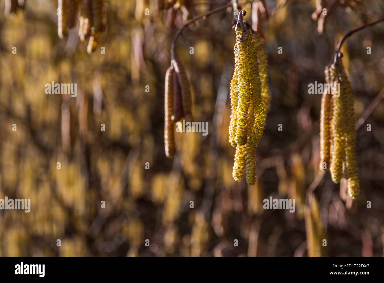 A bunch of catkins, an early sign of Spring Stock Photo