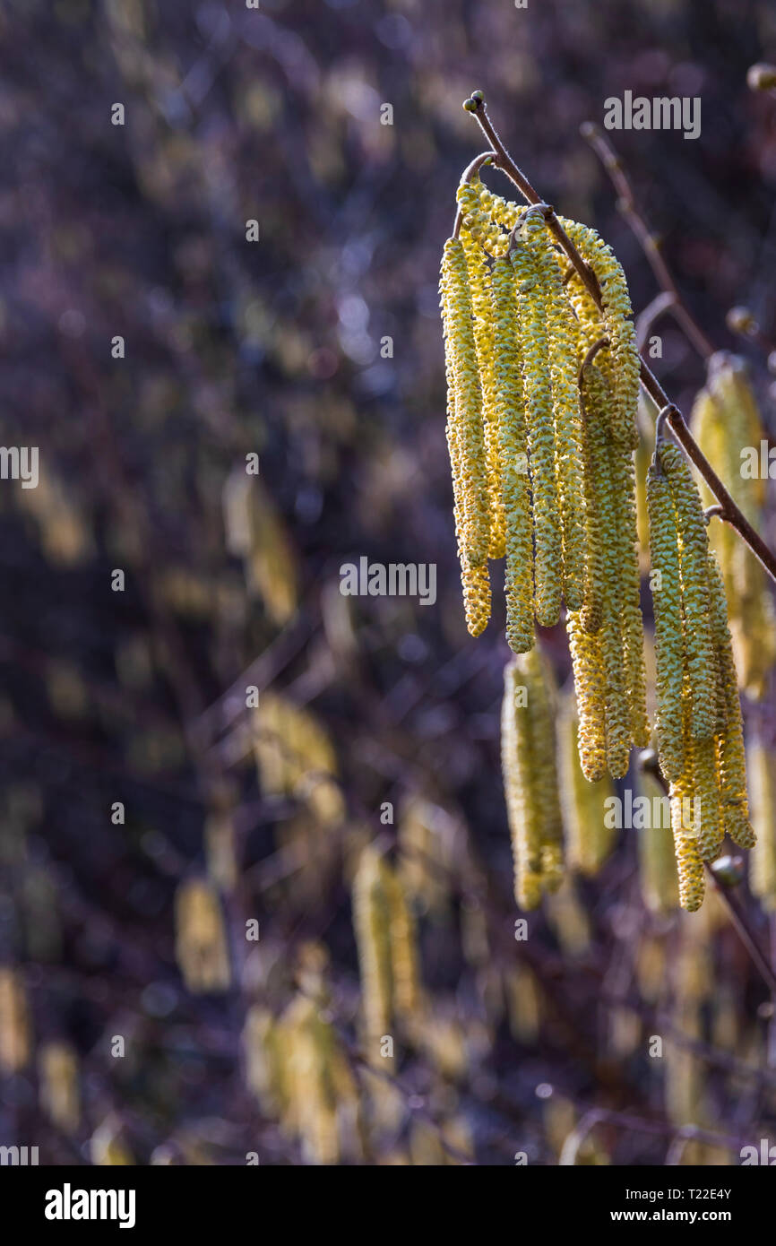 A bunch of catkins, an early sign of Spring Stock Photo