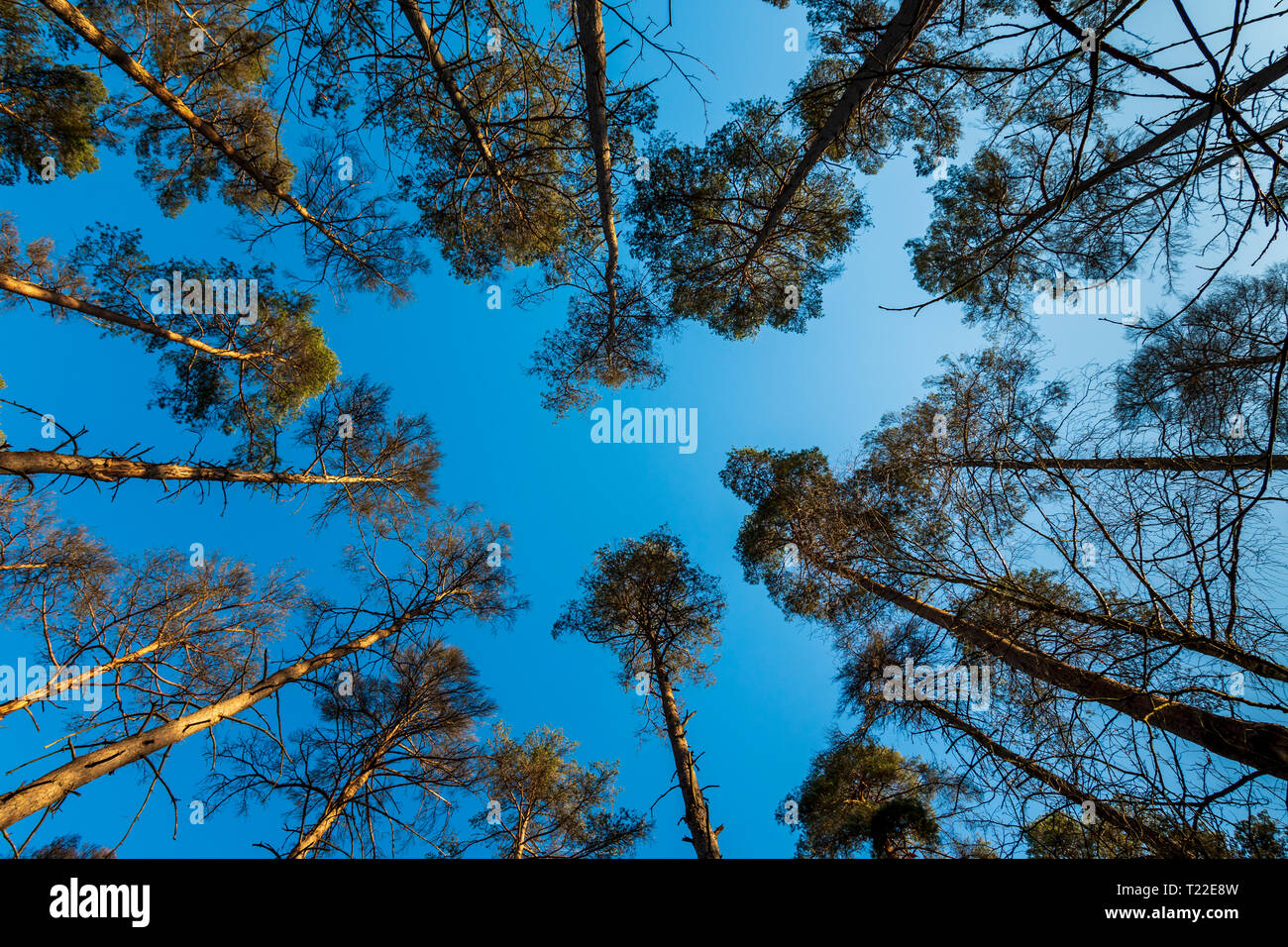 Tall canopy trees hi-res stock photography and images - Alamy