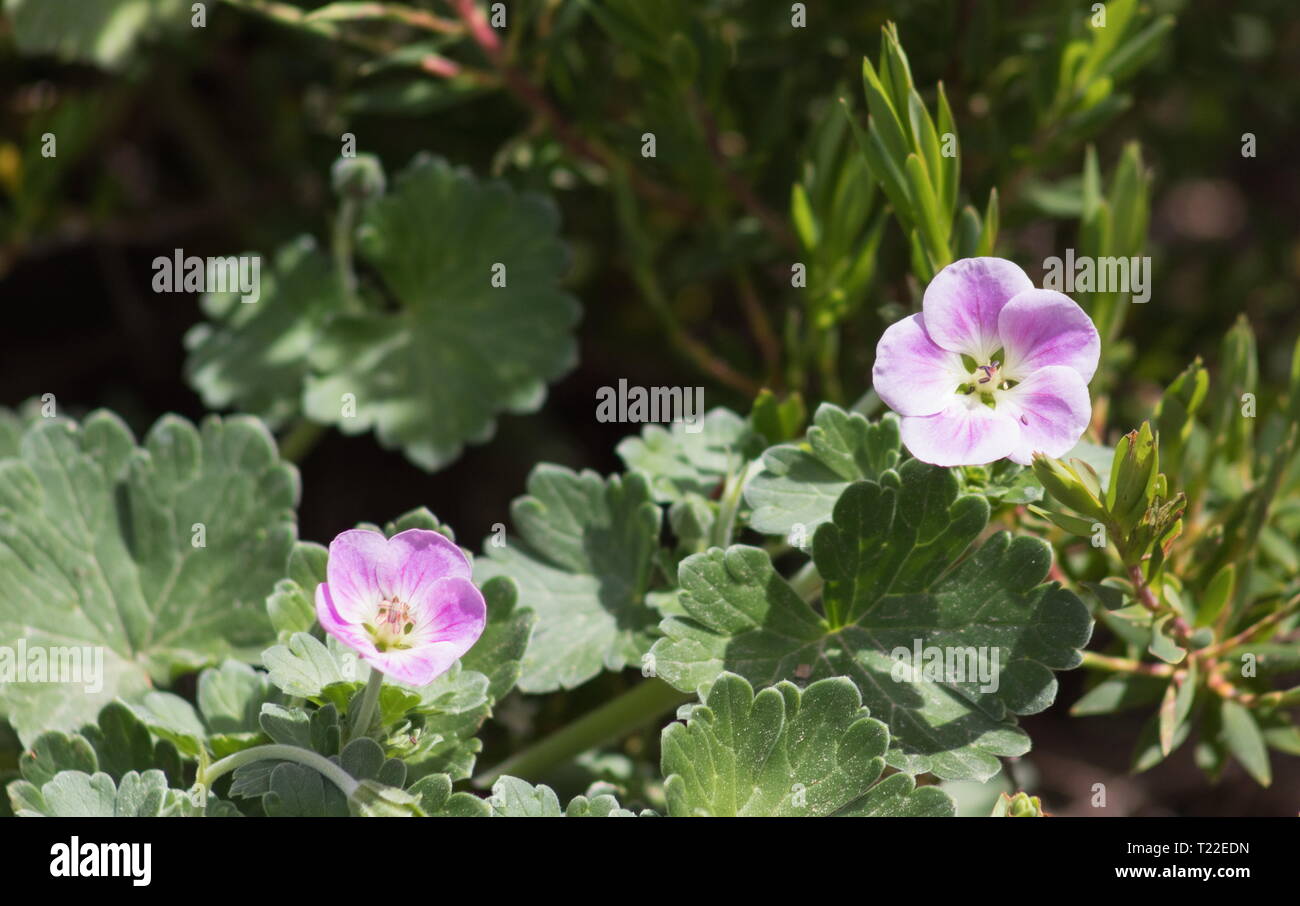 Chatham Island Geranium (Geranium traversii) is a low-growing perennial herb native of the Chatham Islands of New Zealand. Stock Photo