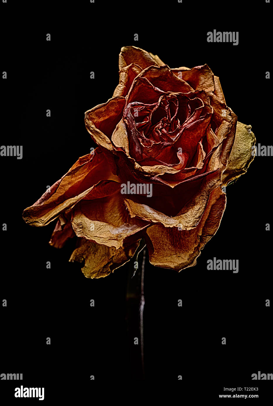 Decaying White Roses Wilted rose illustration hi-res stock photography and images - Alamy