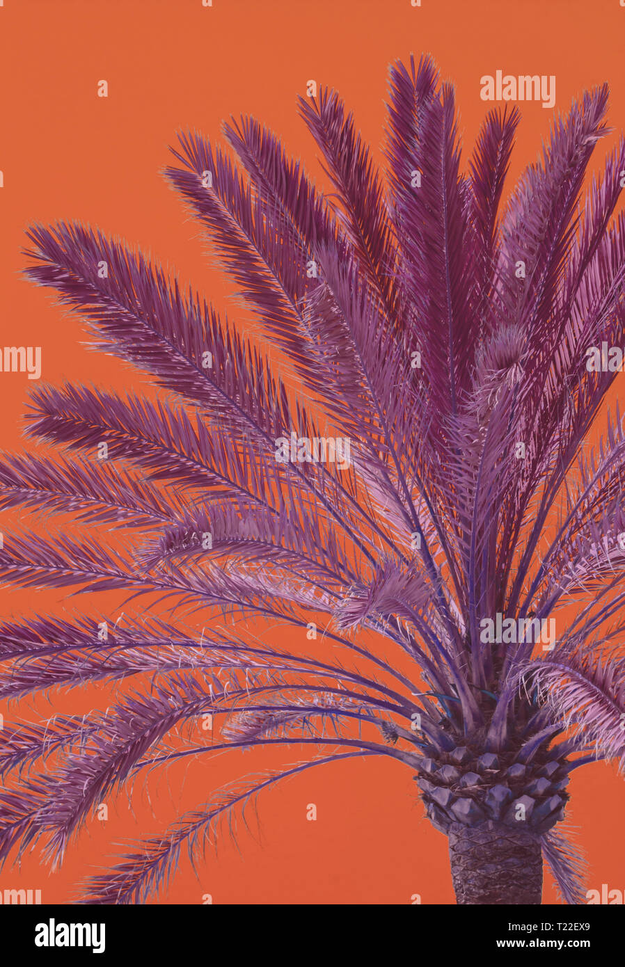 Vertical image of palm tree foliage closeup against Living Coral sky background Stock Photo
