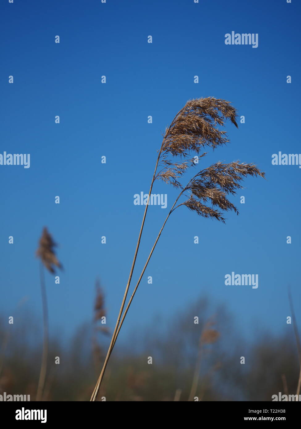 Closeup of two reed seed heads blowing in a gentle breeze against a clear blue sky Stock Photo