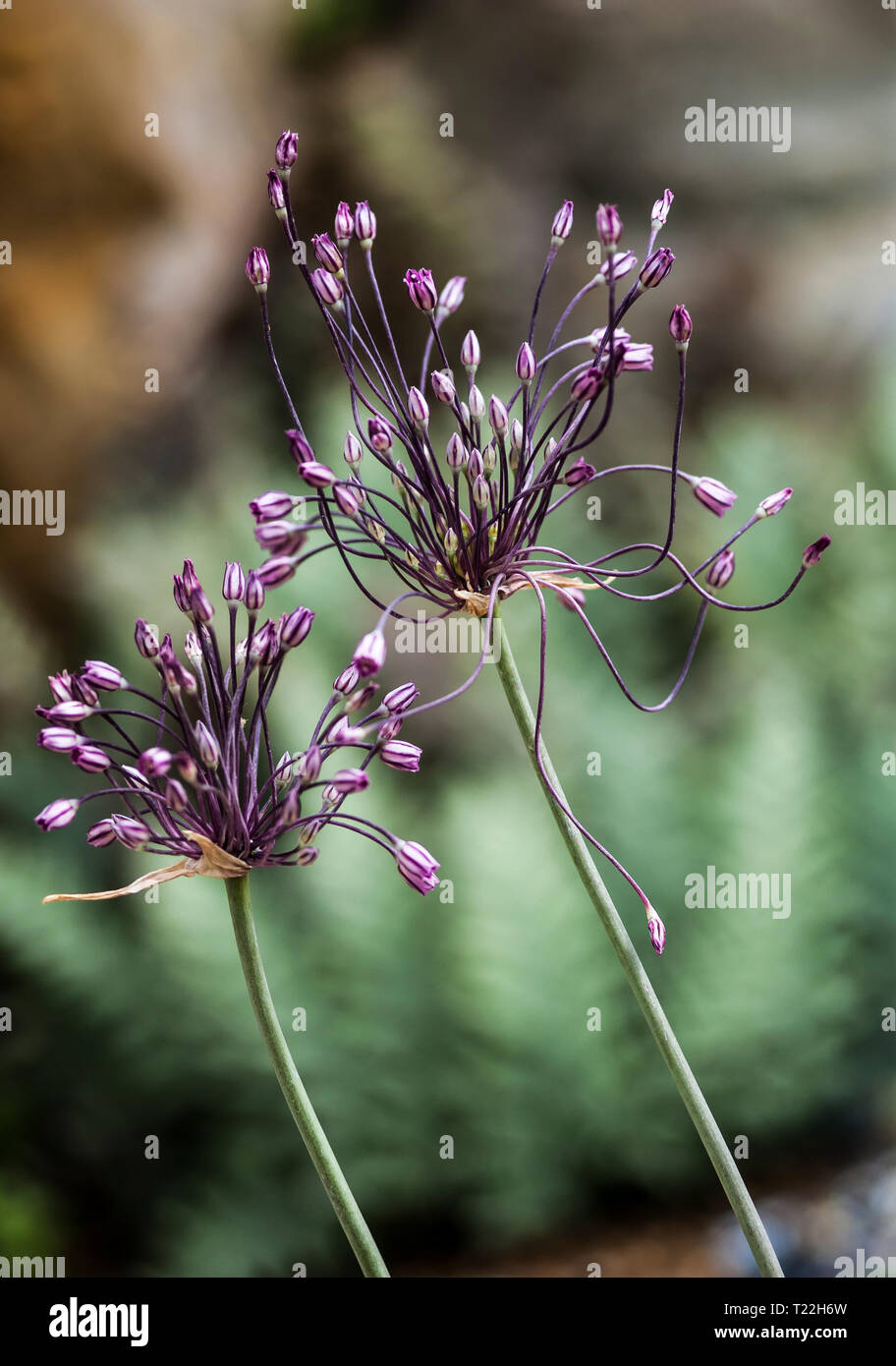 The rare and red listed allium grosii flowering with pink flowers Stock Photo