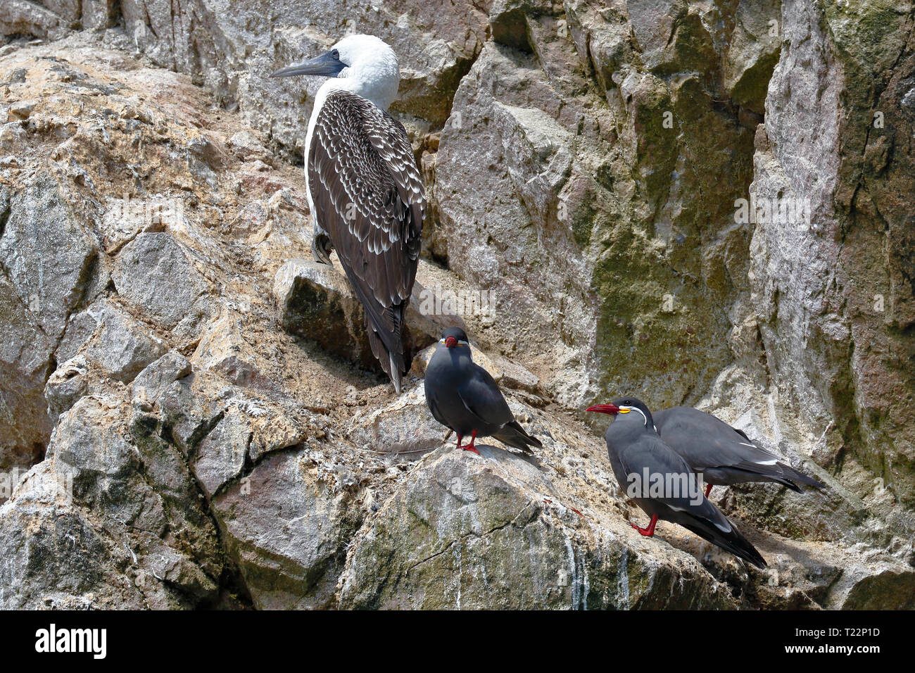 Group of Inca tern (Larosterna inca) perched in freedom with a Peruvian Bobby (sula variegata) on a rocky boulder of the Ballestas Islands in Paracas, Stock Photo