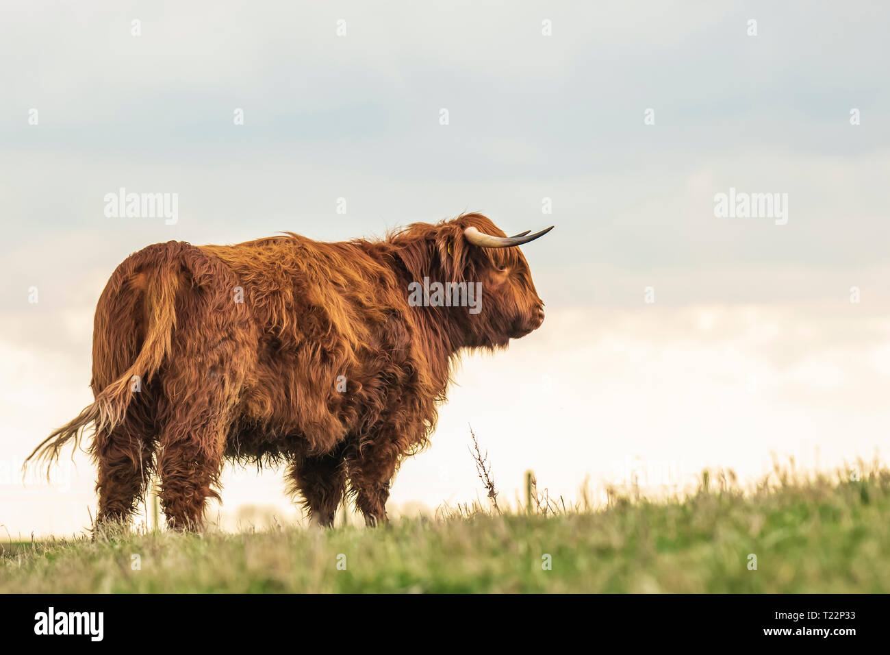 Closeup of brown red Highland cattle, Scottish cattle breed (Bos taurus) with long horns walking through heather in heathland. Stock Photo
