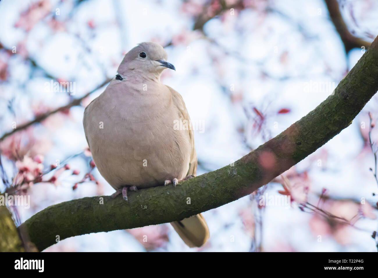 Closeup of a Eurasian collared dove (Streptopelia decaocto) bird, perched and nesting in a tree with pink blossom flowers Stock Photo