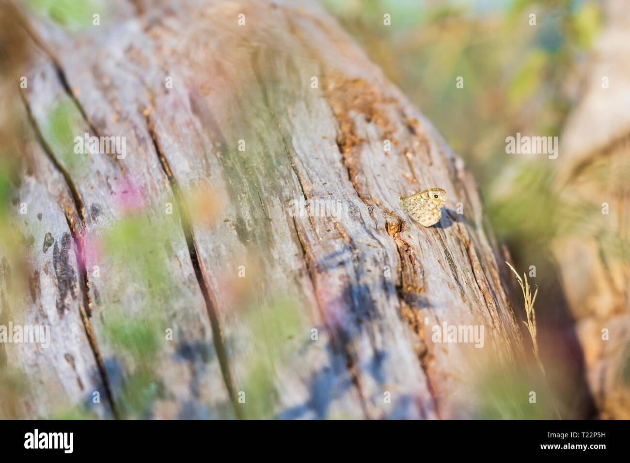 Wall Brown butterfly Lasiommata megera resting on wood in bright sunlight Stock Photo