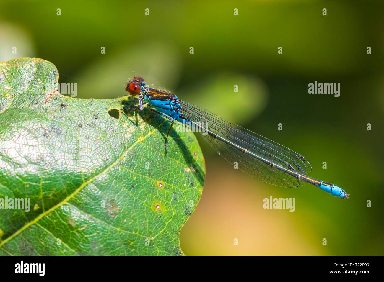 Closeup of a small red-eyed damselfly Erythromma viridulum perched in a forest. A blue specie with red eyes. Stock Photo