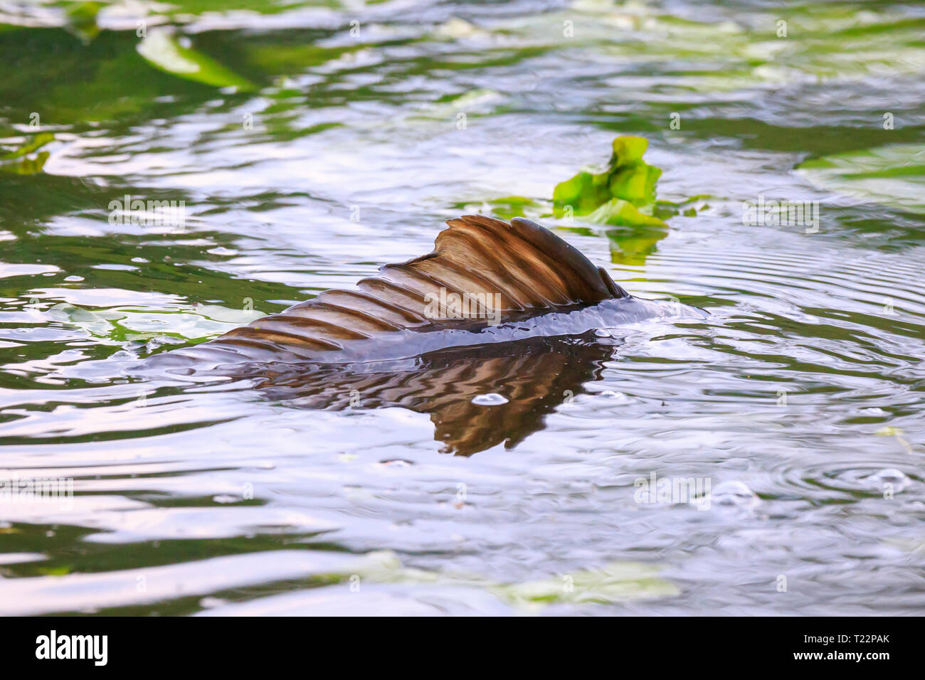 Common European carp (Cyprinus carpio) spawning violent during ...