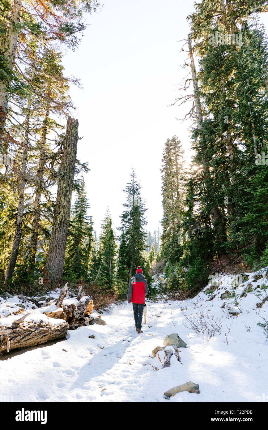 A man walks a dog through the forest in the winter Stock Photo - Alamy