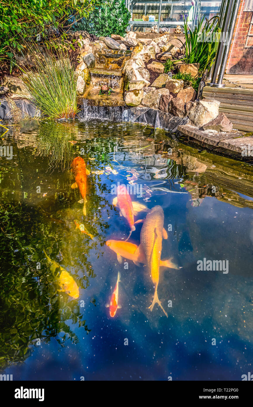Koi carp fish pond with stone, rockery waterfall in a garden or back yard  as a water feature for pet fish Stock Photo - Alamy