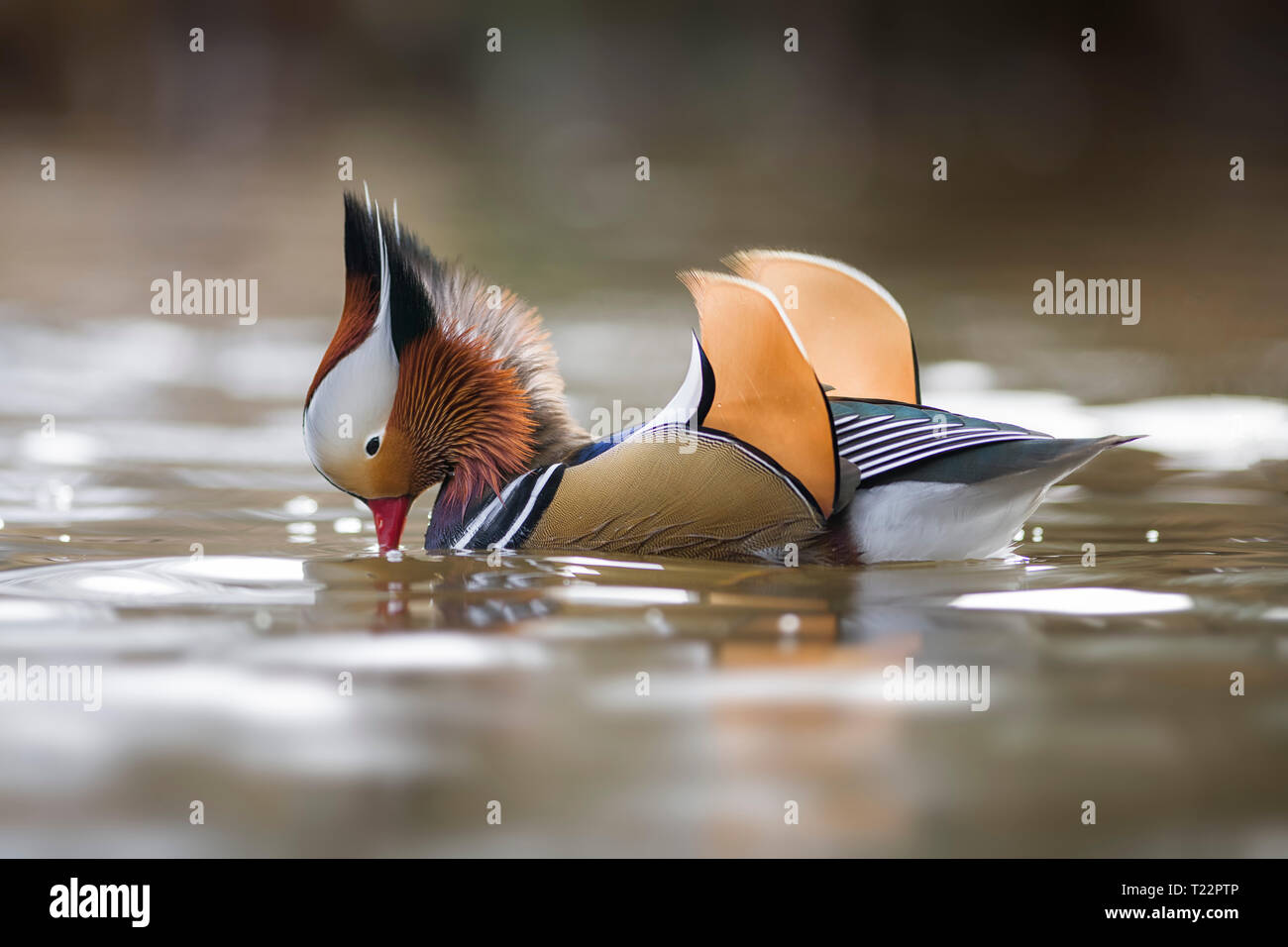 UK, Scotland, swimming male Mandarin duck Stock Photo