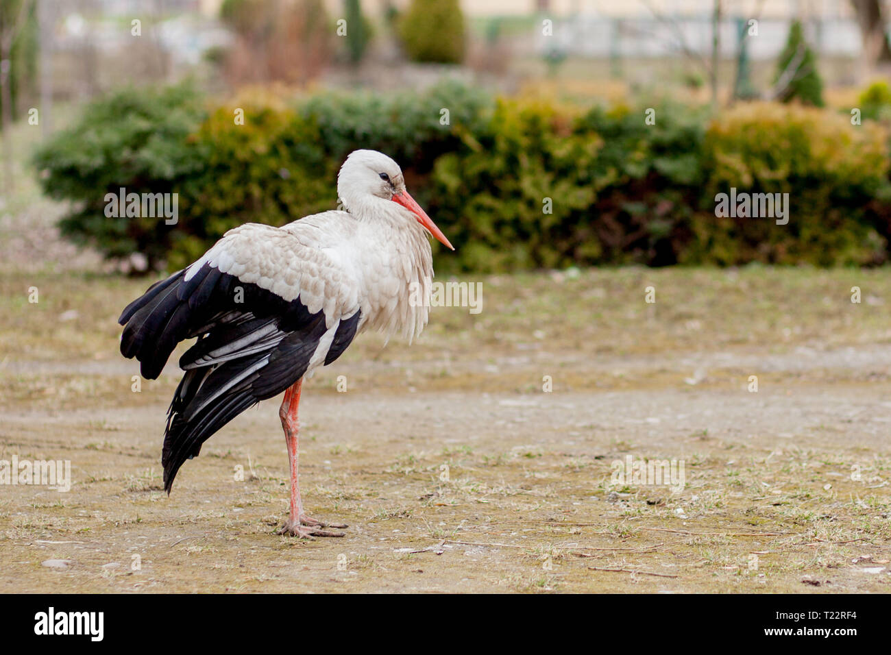 White stork in natural habitat walking and searching for food, Poplar tree forest flood area on river side, rear stork view, unclean white feathers. Stock Photo