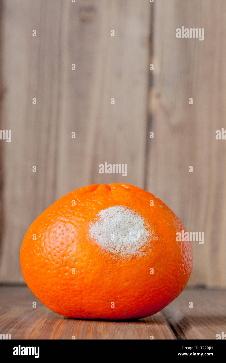 Rotten moldy oranges, tangerines on wooden background. A photo of the