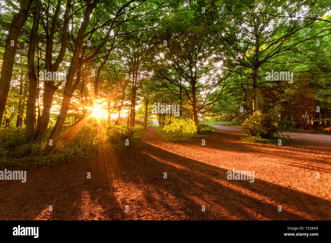 United Kingdom, Scotland, East Lothian, Yellowcraigs, sun beams through trees at sunset Stock Photo