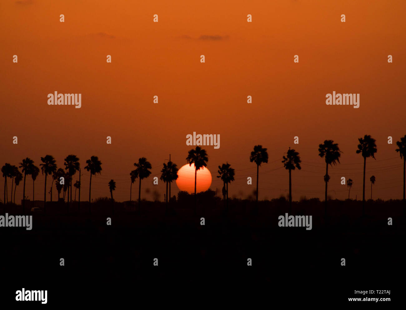 Palm trees and power lines backlit by sunset Stock Photo Alamy