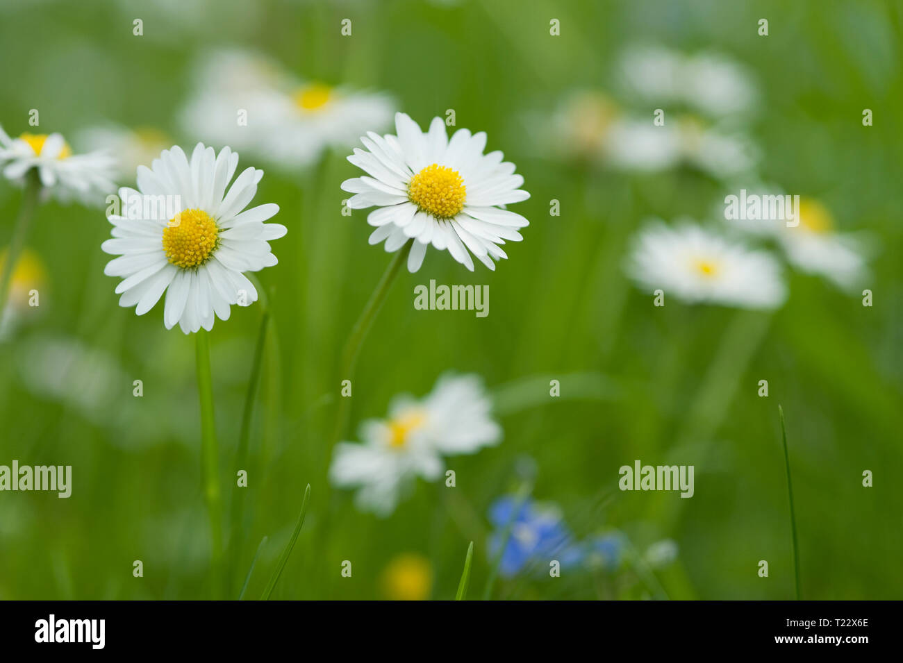 Daisies blooming in meadow Stock Photo