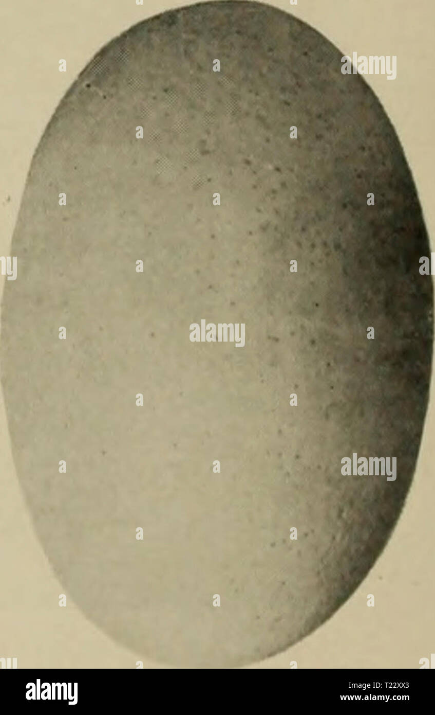 Archive image from page 31 of The dinosaur book the Stock Photo