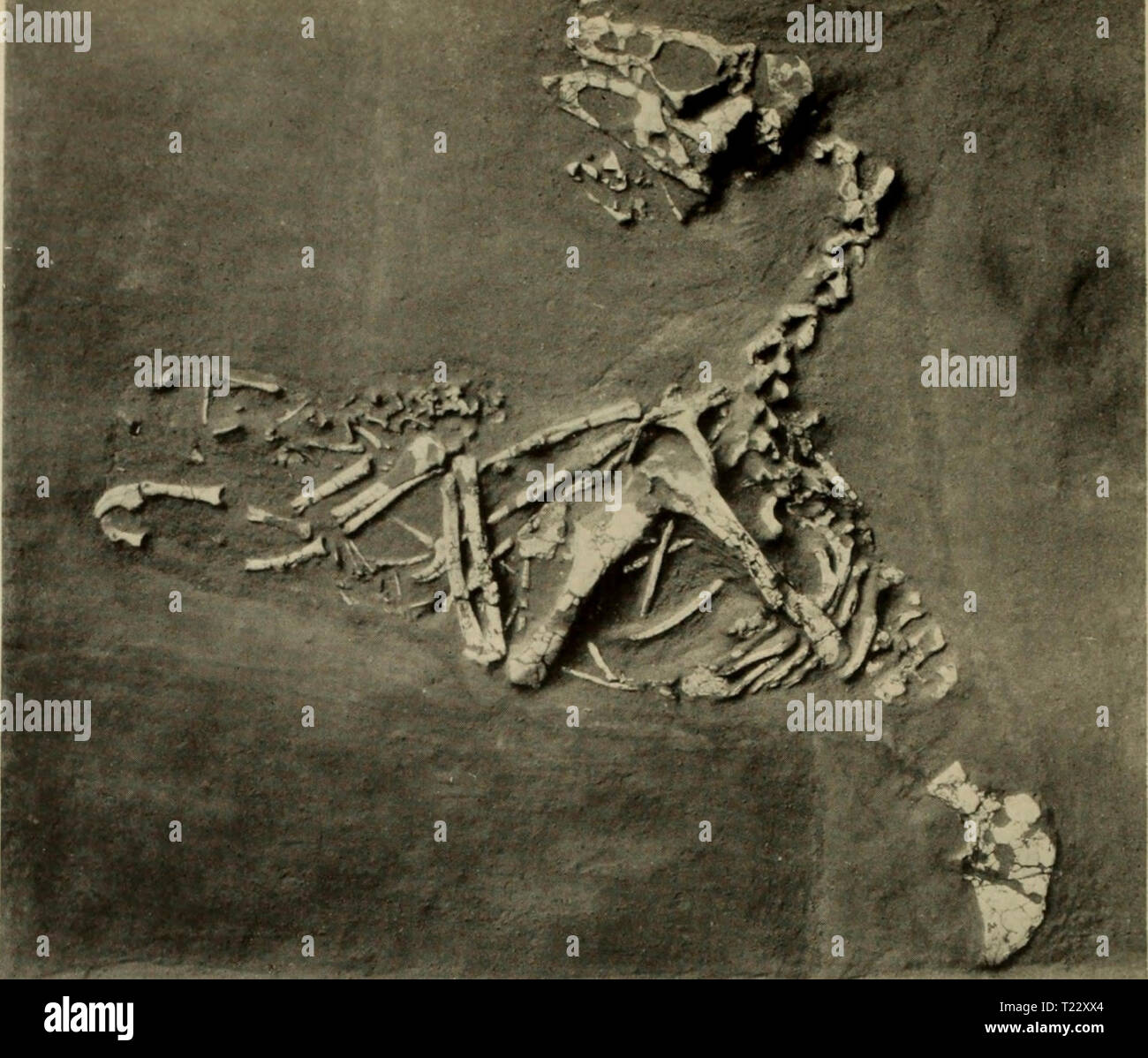 Archive image from page 31 of The dinosaur book the Stock Photo